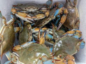 Standard Male Live Hard Crabs