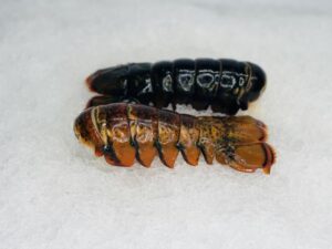 buy medium lobster tails 2 pack online