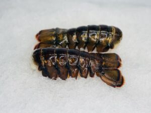 buy large lobster tails online
