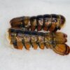 buy x-large lobster tails online
