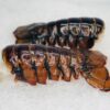 buy x-jumbo lobster tails online