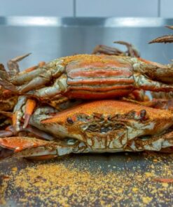 Medium Female Live Hard Crabs