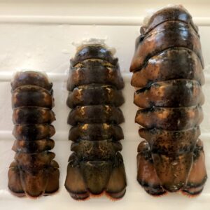 buy colossal lobster tails online