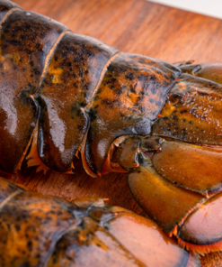 buy gigantic lobster tails online