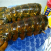 buy large lobster tails online