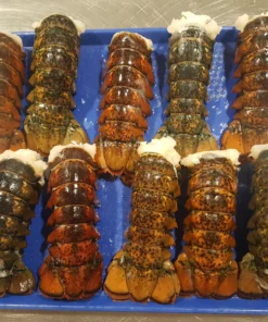 buy standard lobster tails online
