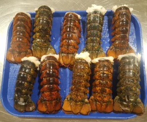 buy standard lobster tails online
