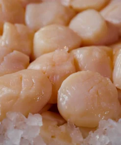 buy large sea scallops online
