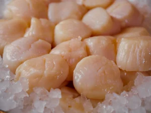buy large sea scallops online