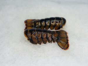 buy standard lobster tails online