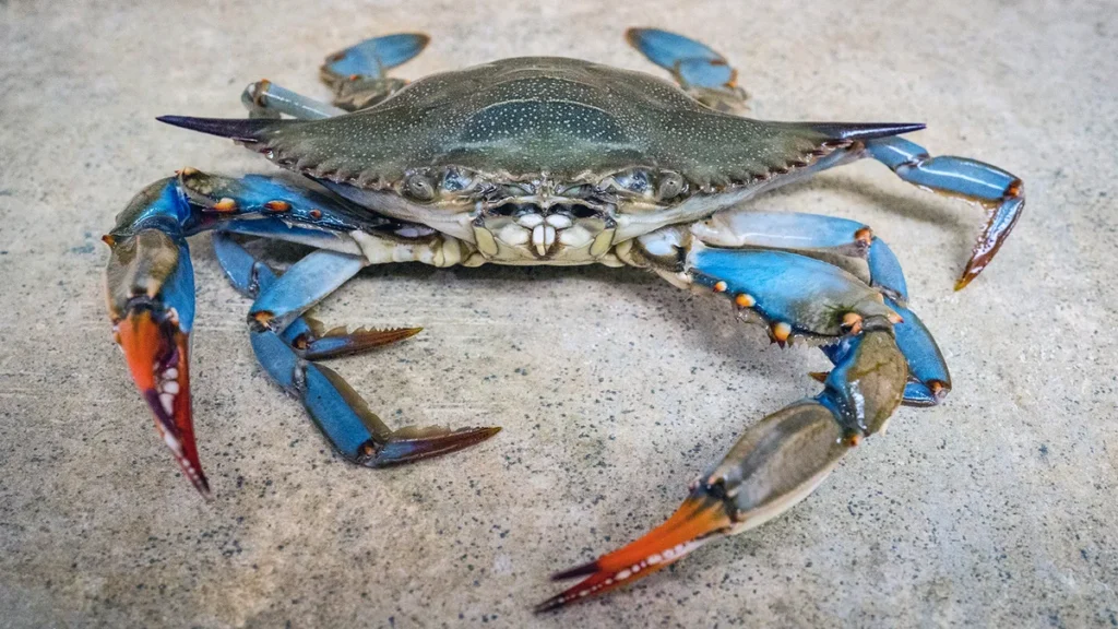 Standard Male Live Hard Crabs