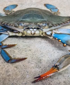 Standard Male Live Hard Crabs