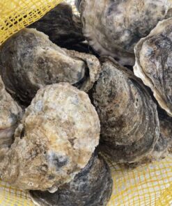 buy fresh oysters in the shell online