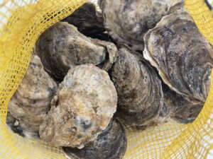 buy fresh oysters in the shell online