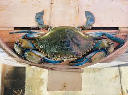 Large Male Live Hard Crabs