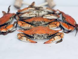 Medium Female Live Hard Crabs