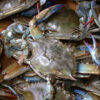 Jumbo Male Live Blue Crabs