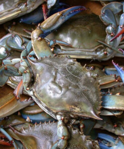 Jumbo Male Live Blue Crabs
