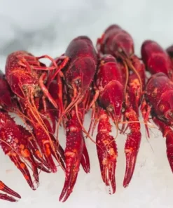 buy crab house kickoff kit online