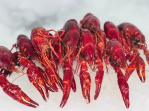 buy crab house kickoff kit online