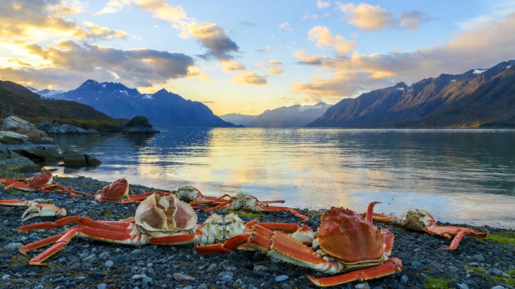  sustainable king crab supplier