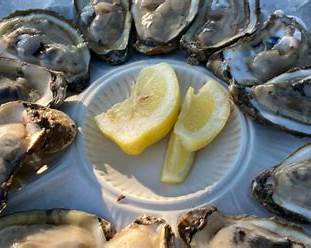 Chesapeake Bay oyster season