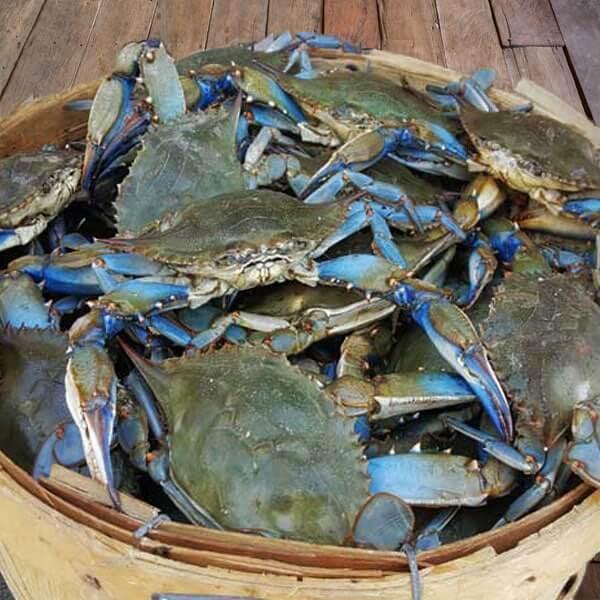 live hard crab prices