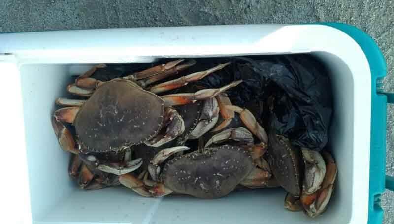 how to keep live hard crabs fresh
