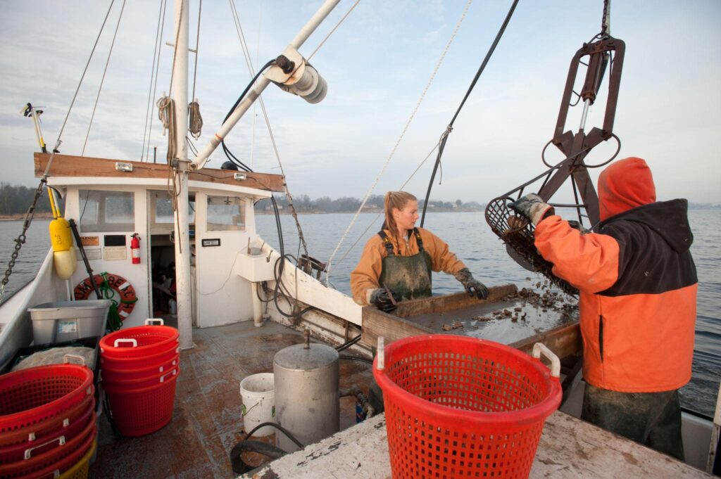 Chesapeake Bay Oyster Season
