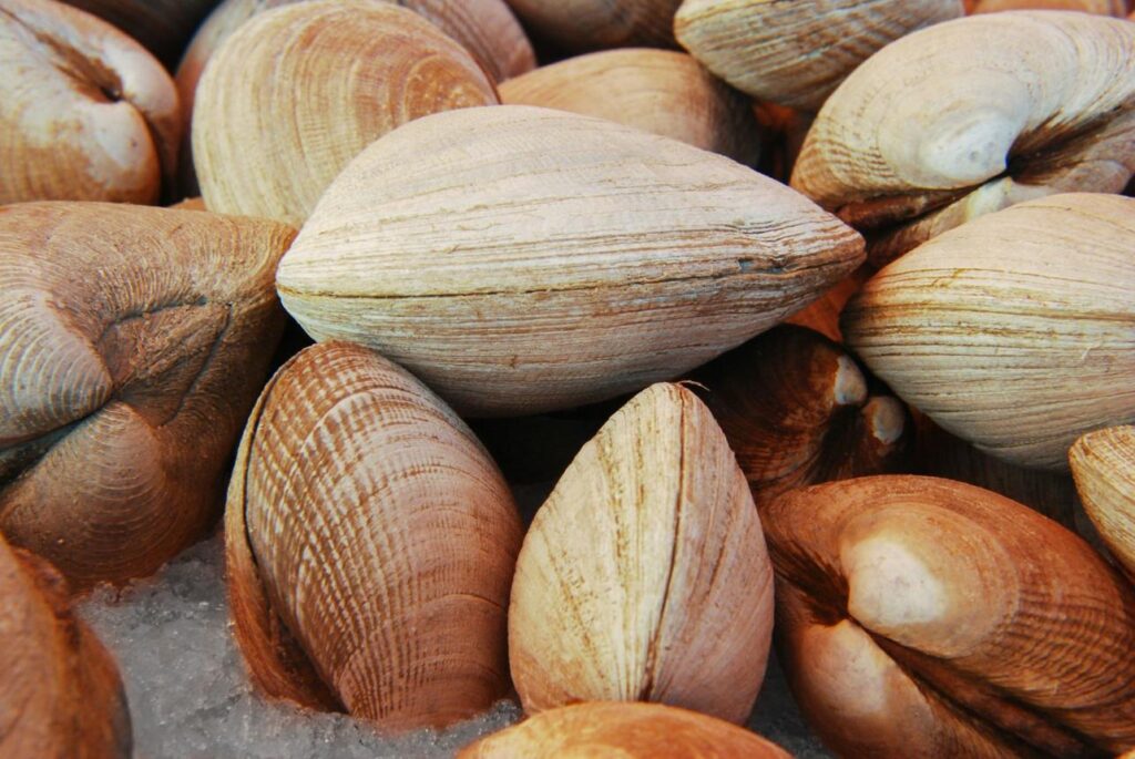 best clams for pasta