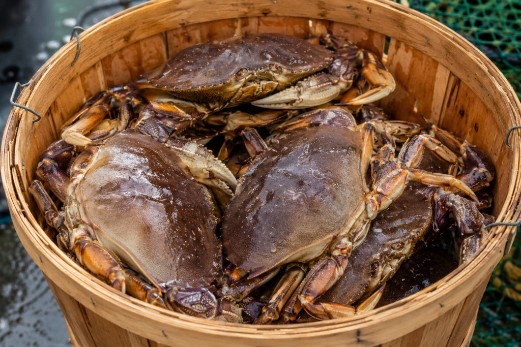 live hard crab prices