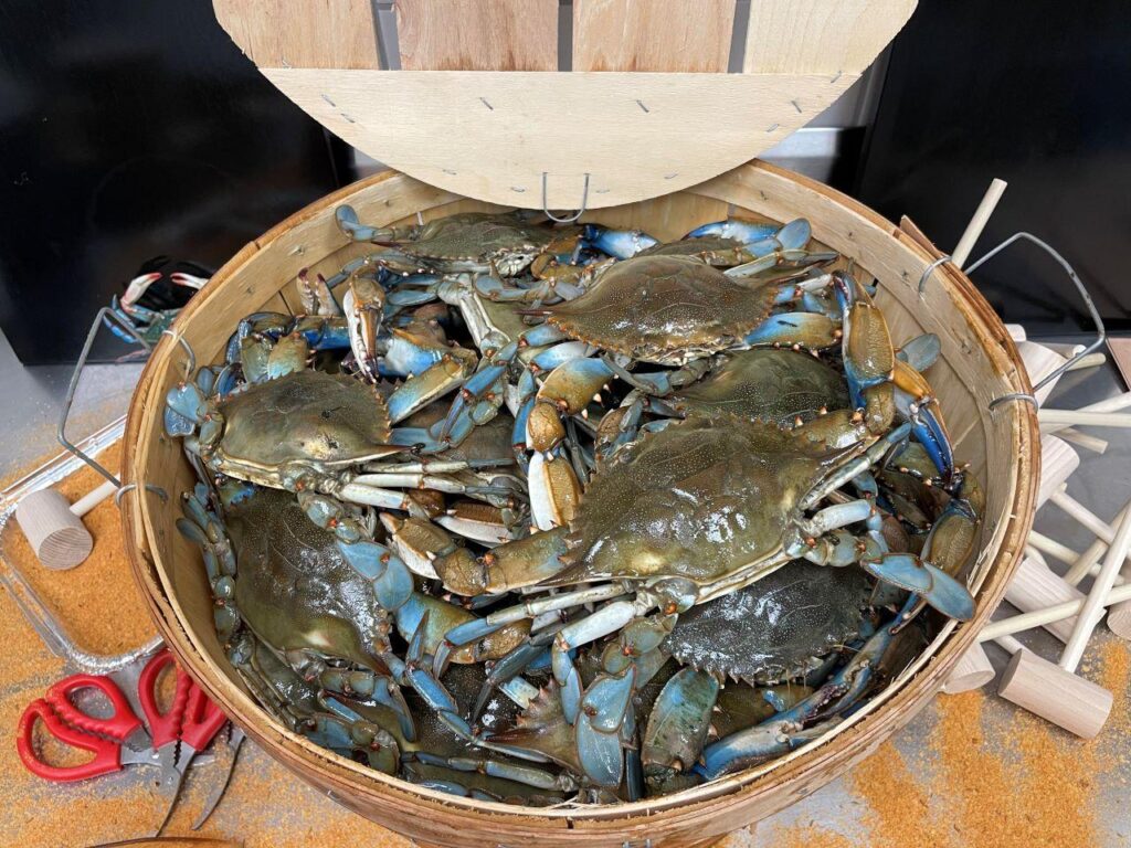 live hard crab prices