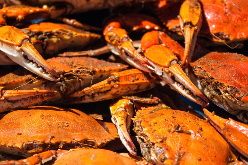 Maryland Blue Crab Season