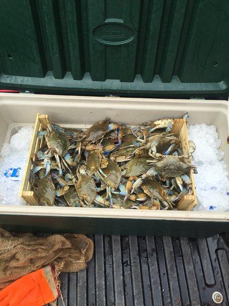 how to keep live hard crabs fresh