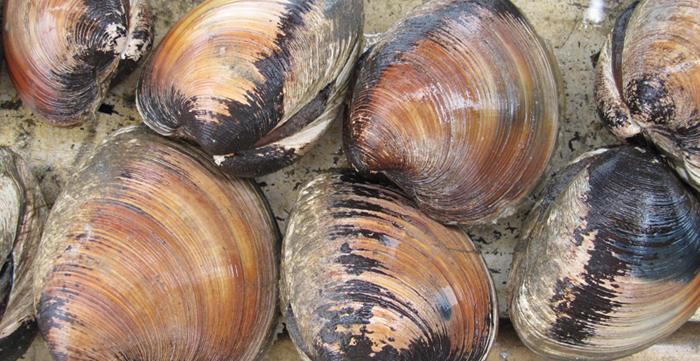 best clams for pasta