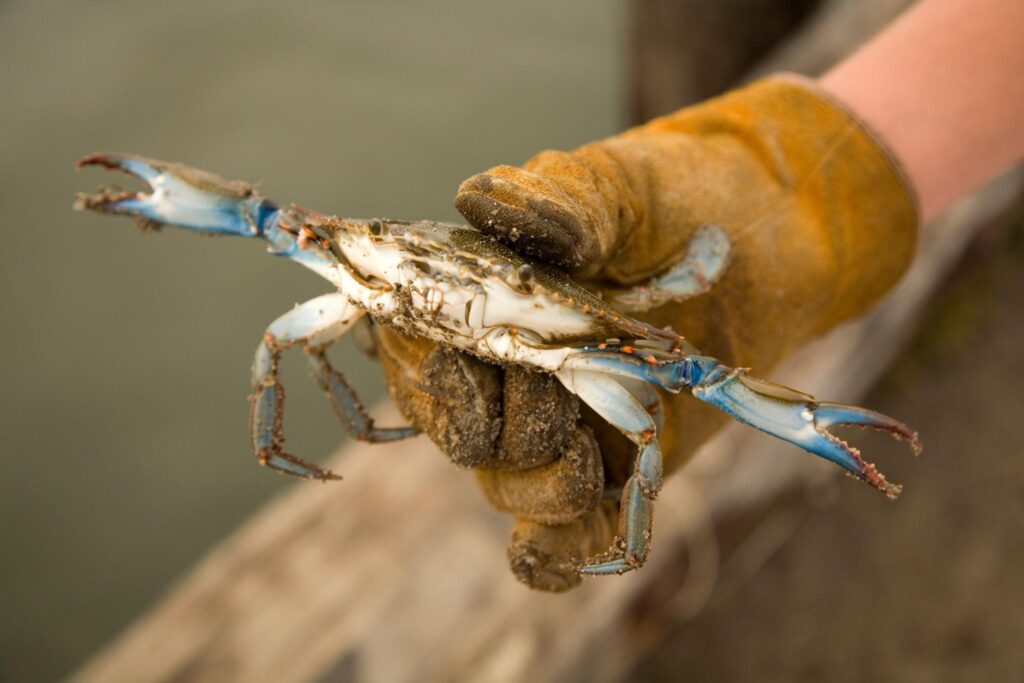 Maryland Blue Crab Season