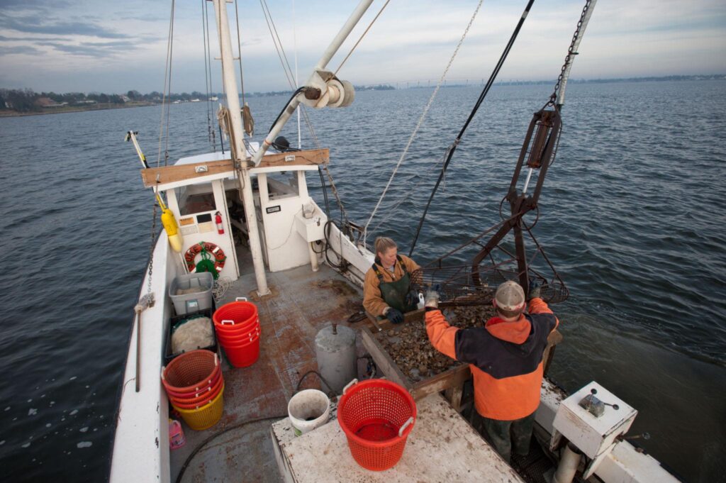 Chesapeake Bay Oyster Season
