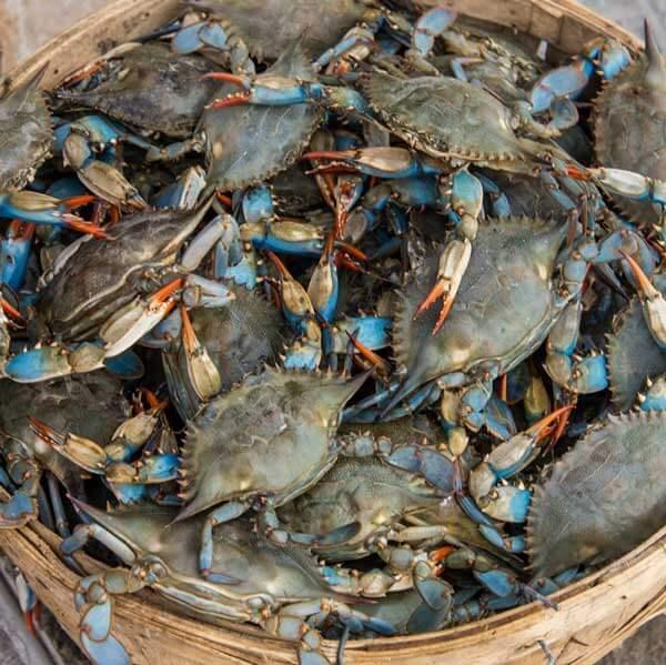 Maryland Blue Crab Season